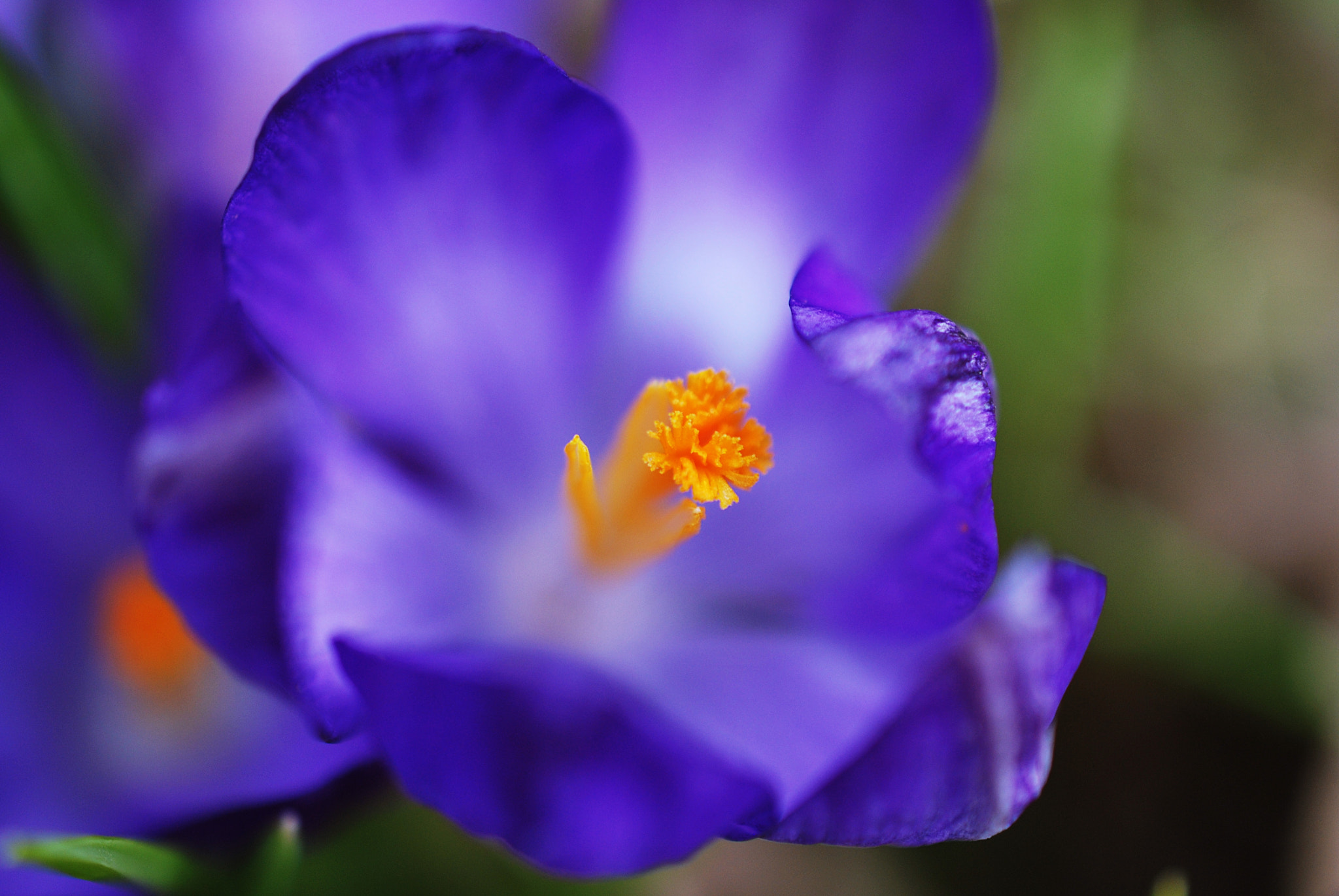 Nikon AF-S DX Micro Nikkor 40mm F2.8 sample photo. Purple photography