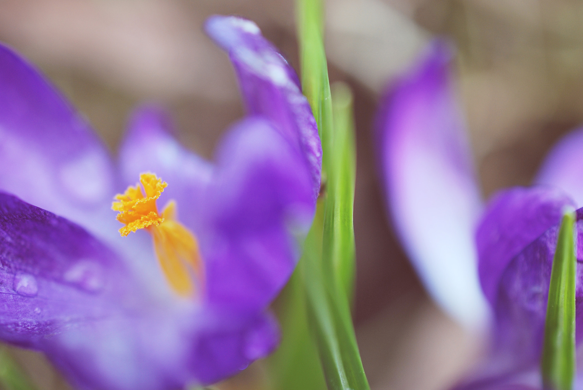 Nikon D60 + Nikon AF-S DX Micro Nikkor 40mm F2.8 sample photo. Purple photography