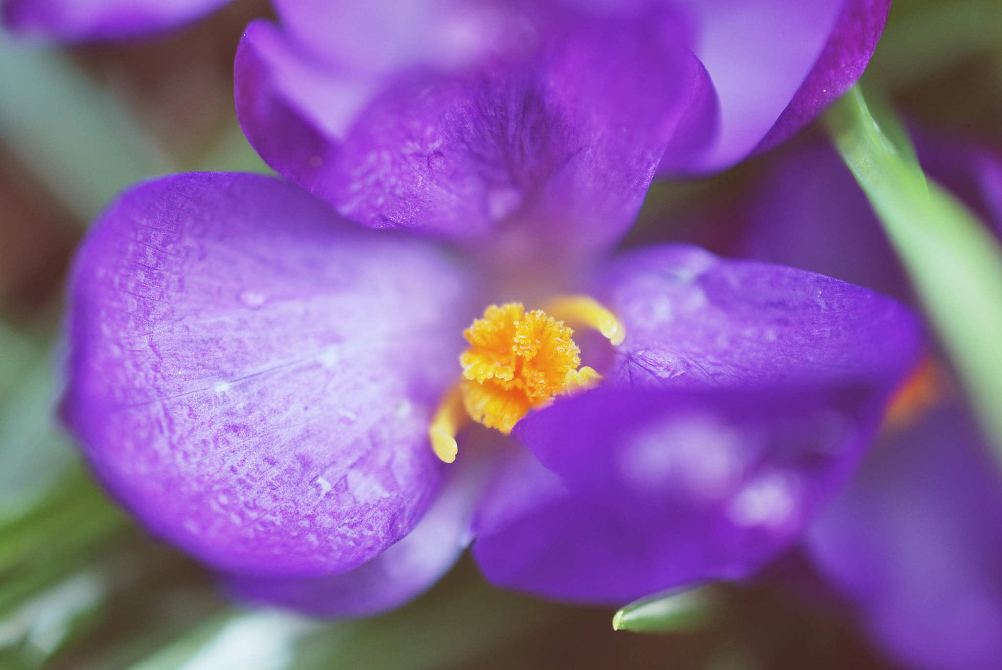 Nikon AF-S DX Micro Nikkor 40mm F2.8 sample photo. Purple photography