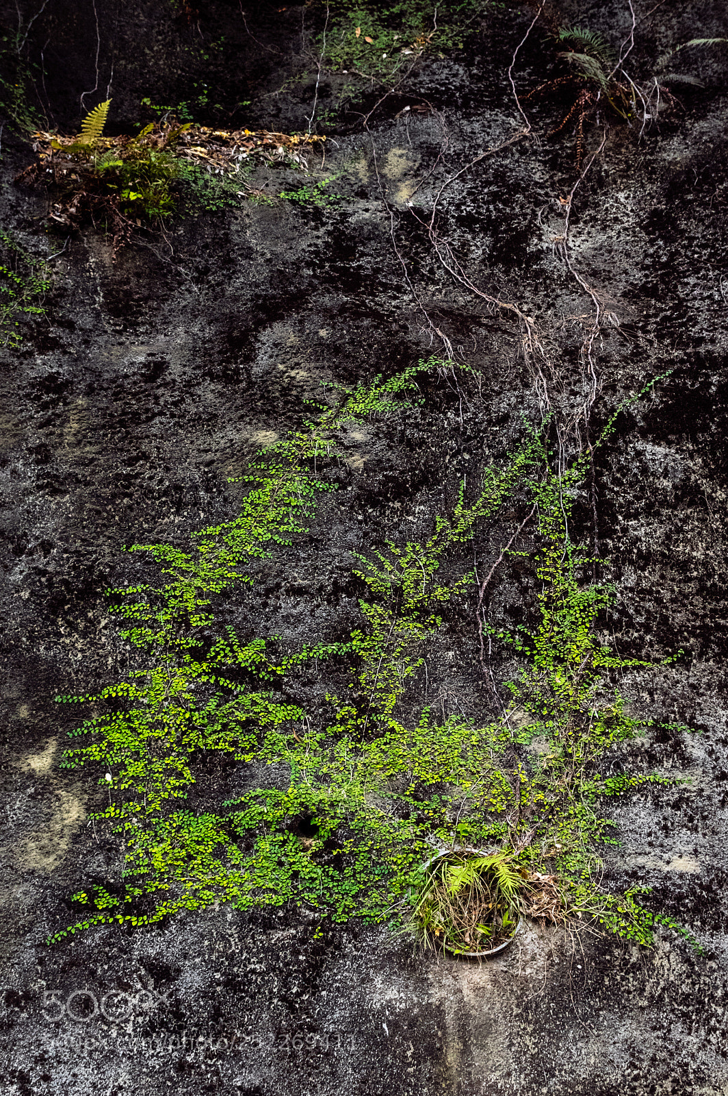 Pentax K-3 sample photo. Plantes photography