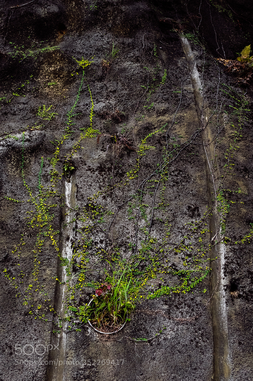 Pentax K-3 sample photo. Plantes photography