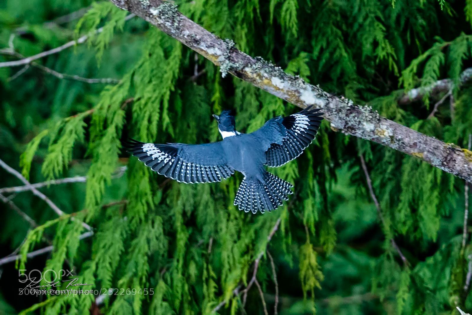 Canon EOS-1D X Mark II sample photo. 239. belted kingfisher photography