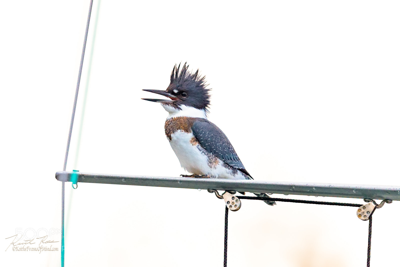 Canon EOS-1D X Mark II sample photo. 247. belted kingfisher photography