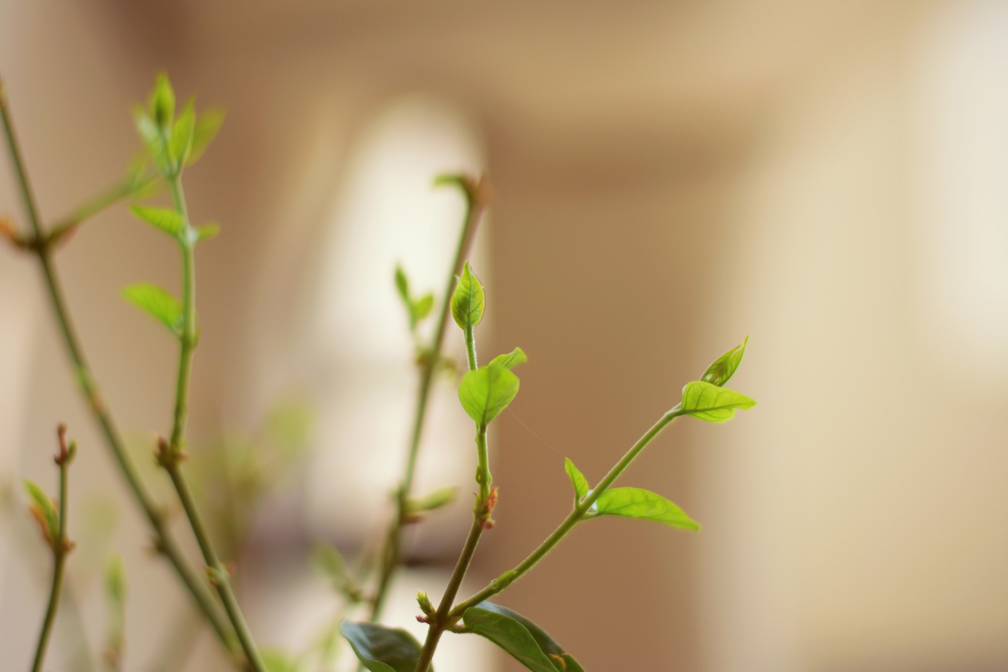 Nikon D7200 + Nikon AF-S Nikkor 50mm F1.8G sample photo