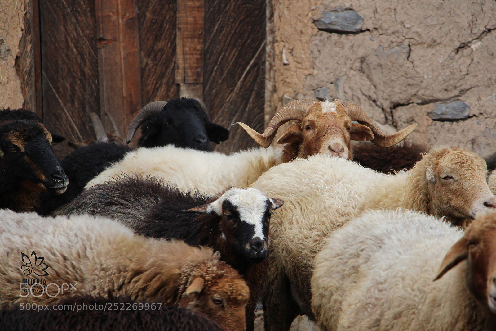 Canon EOS 700D (EOS Rebel T5i / EOS Kiss X7i) sample photo. Sheep photography