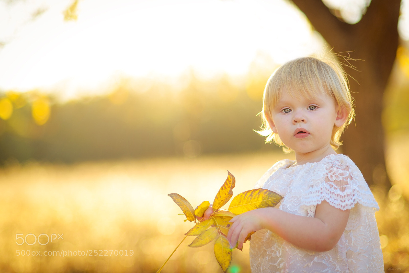 Nikon D600 sample photo. The leaf photography