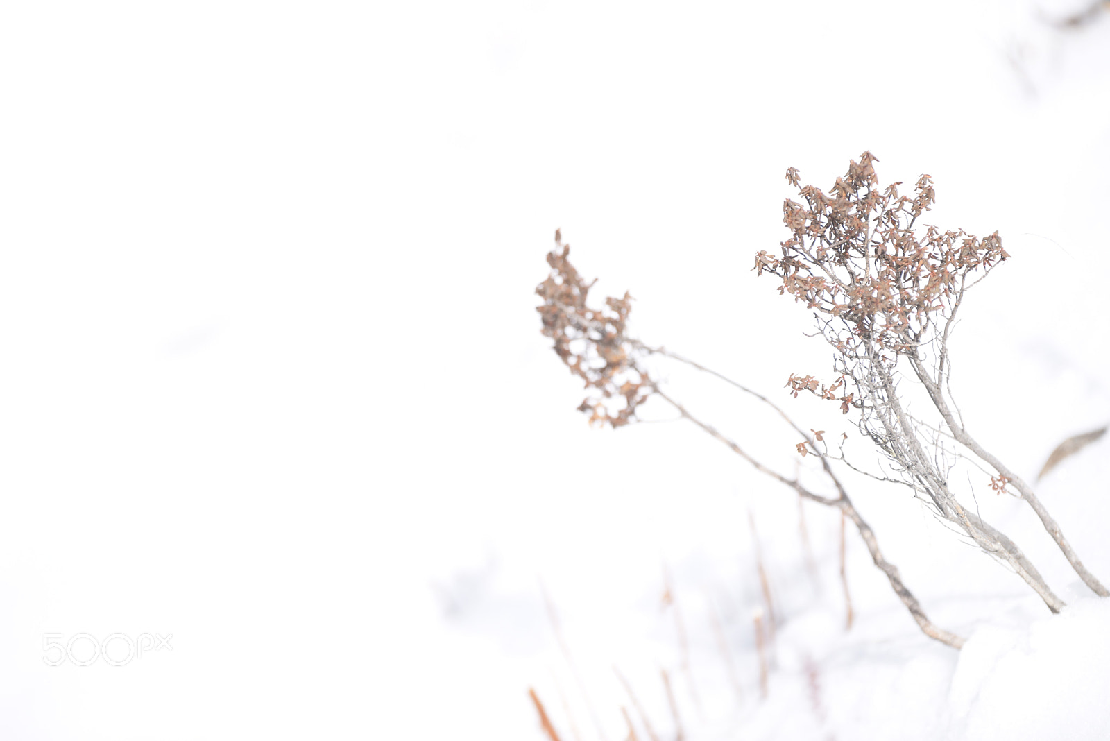 Nikon D810 sample photo. Untitled photography