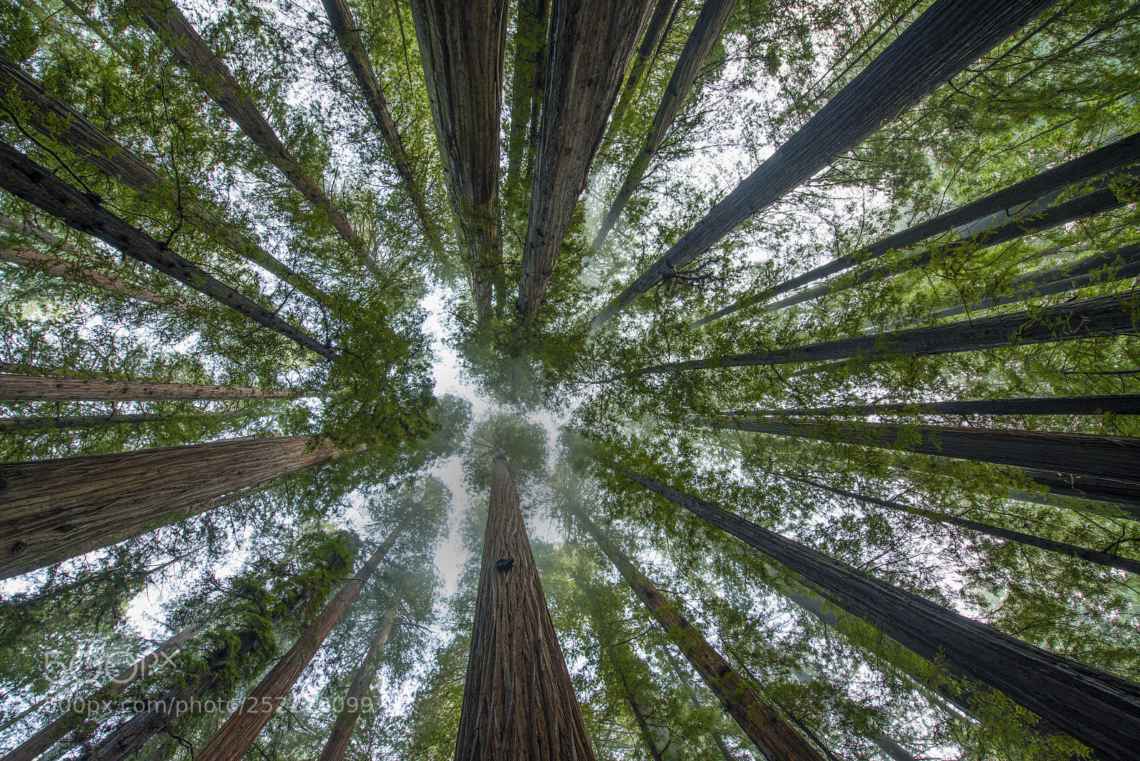 Nikon D800 sample photo. Looking up at giants photography