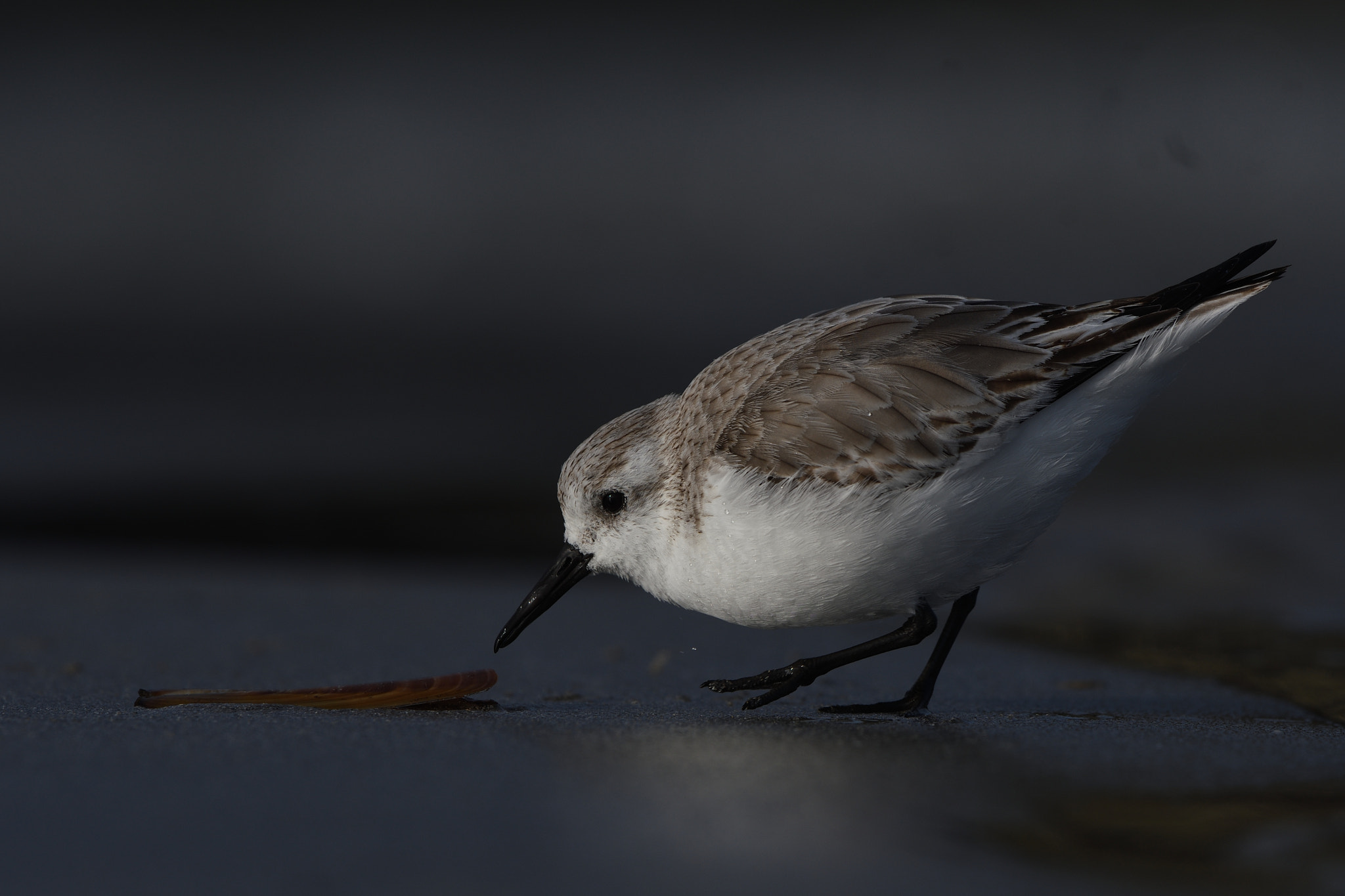 Nikon AF-S Nikkor 500mm F4G ED VR sample photo. Sanderling photography