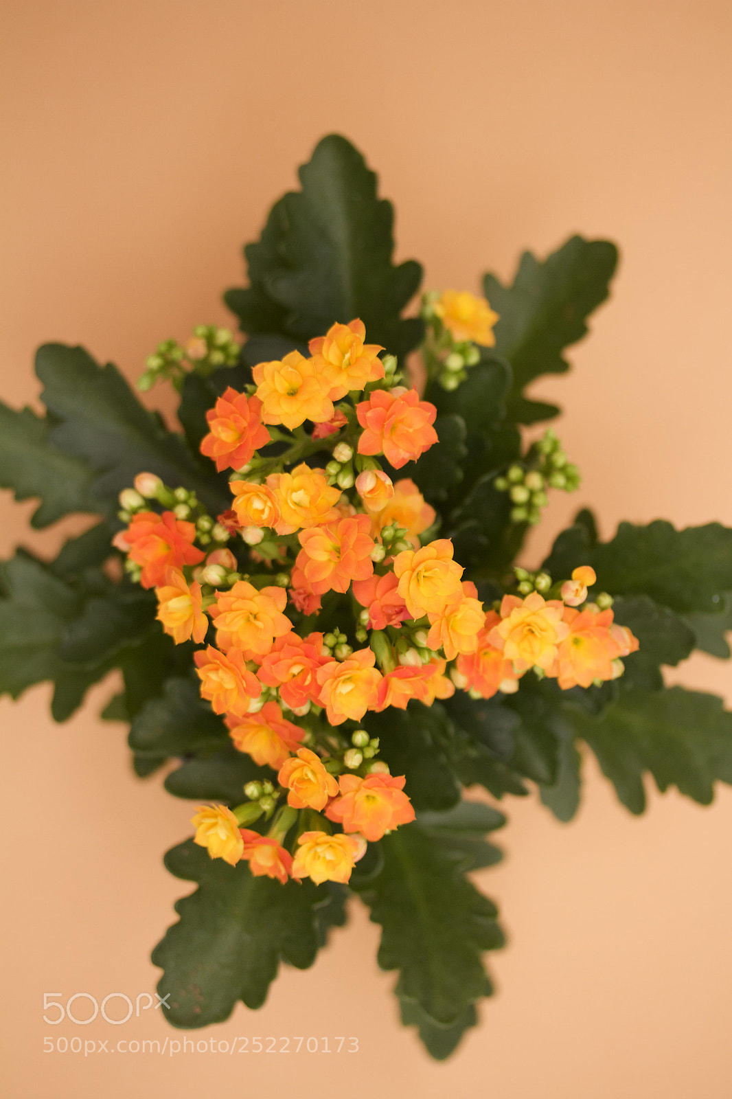 Canon EOS 7D sample photo. Orange flowers photography