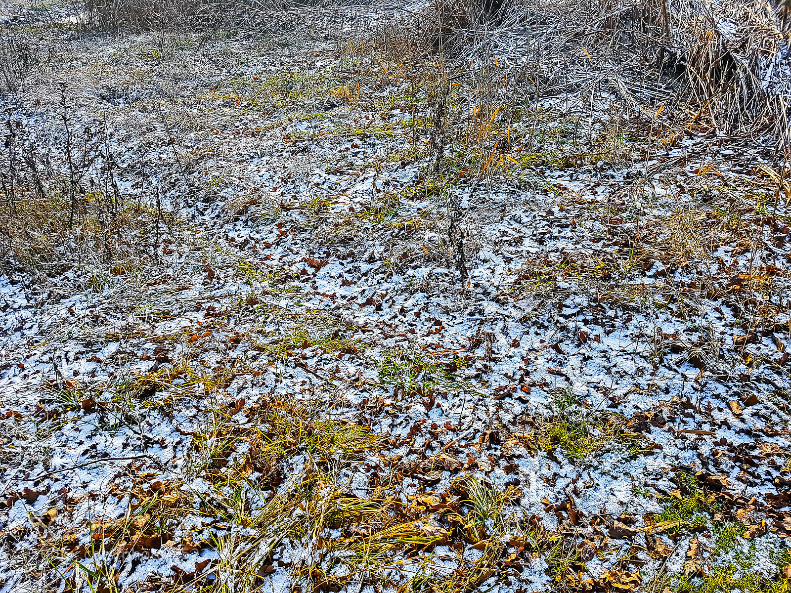 Samsung Galaxy S7 Edge sample photo. First winter frost photography