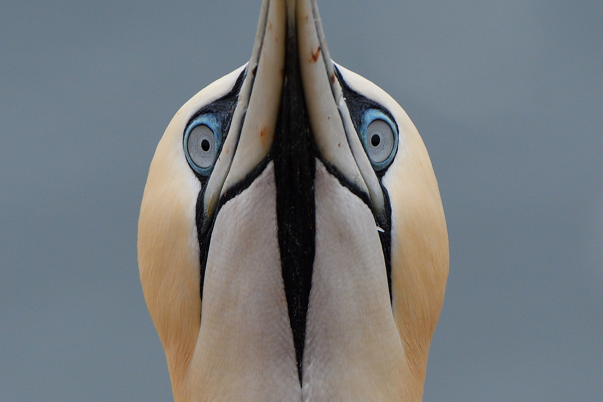 Nikon D500 sample photo. Helgoland photography