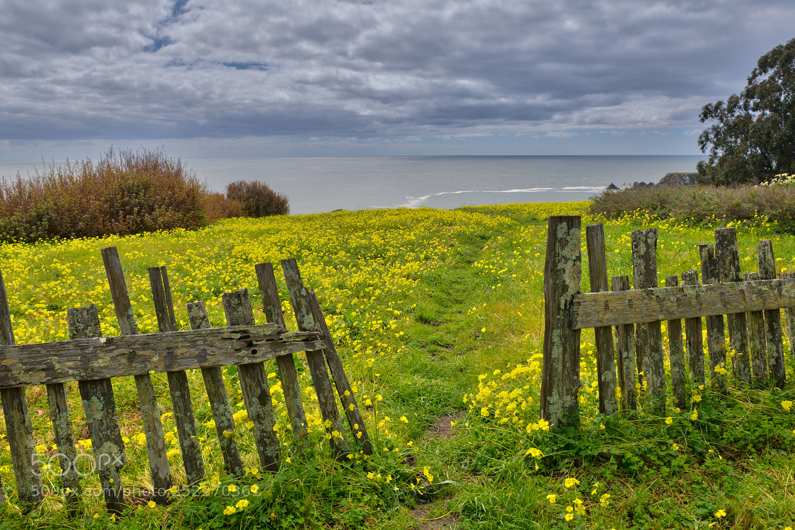 Nikon D850 sample photo. Open fence photography