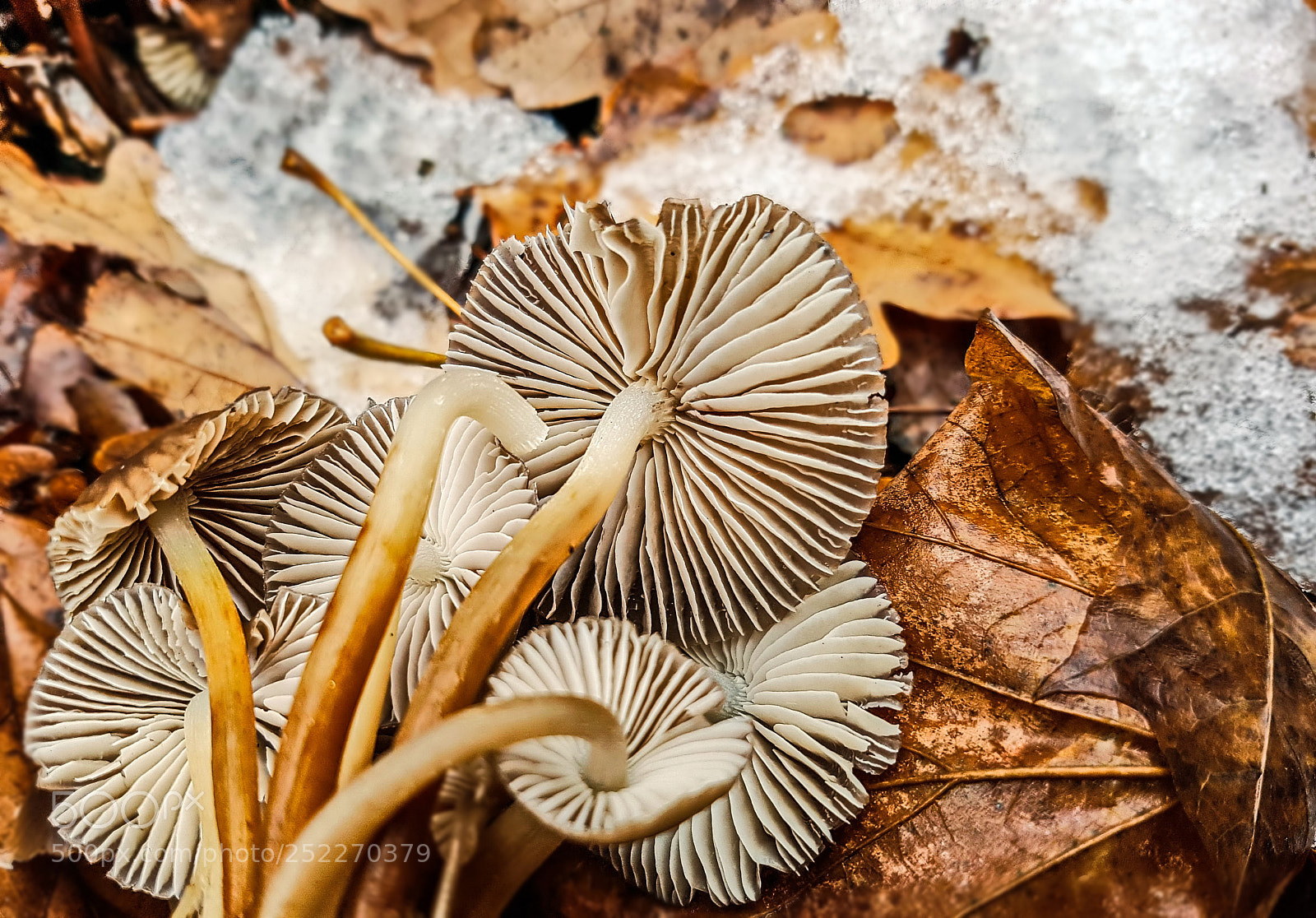 Samsung Galaxy S7 Edge sample photo. Mycena inclinata flaccid photography