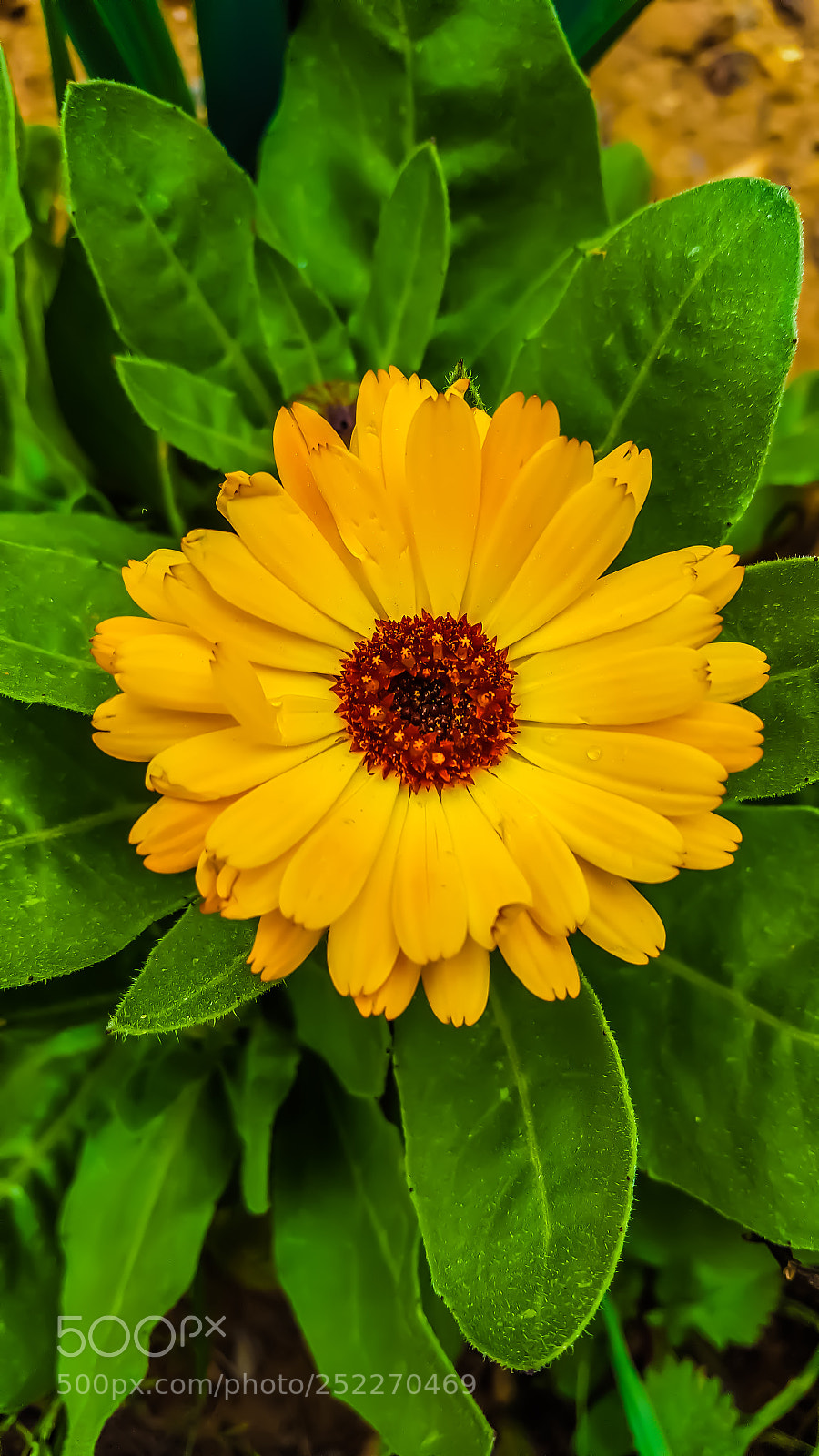 Samsung Galaxy S6 sample photo. La fleur jalouse photography
