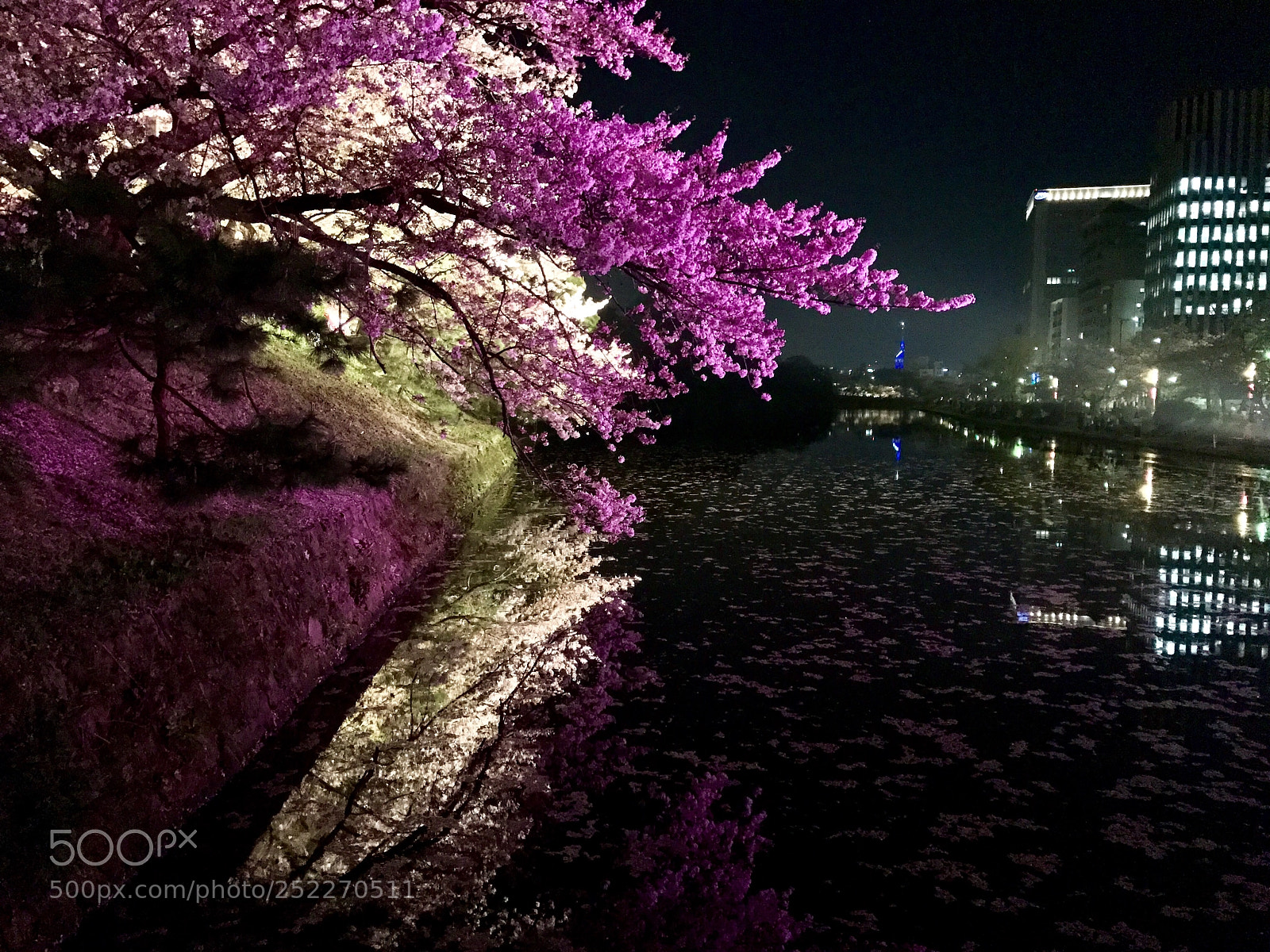 Apple iPhone 7 sample photo. Cherry blossom photography