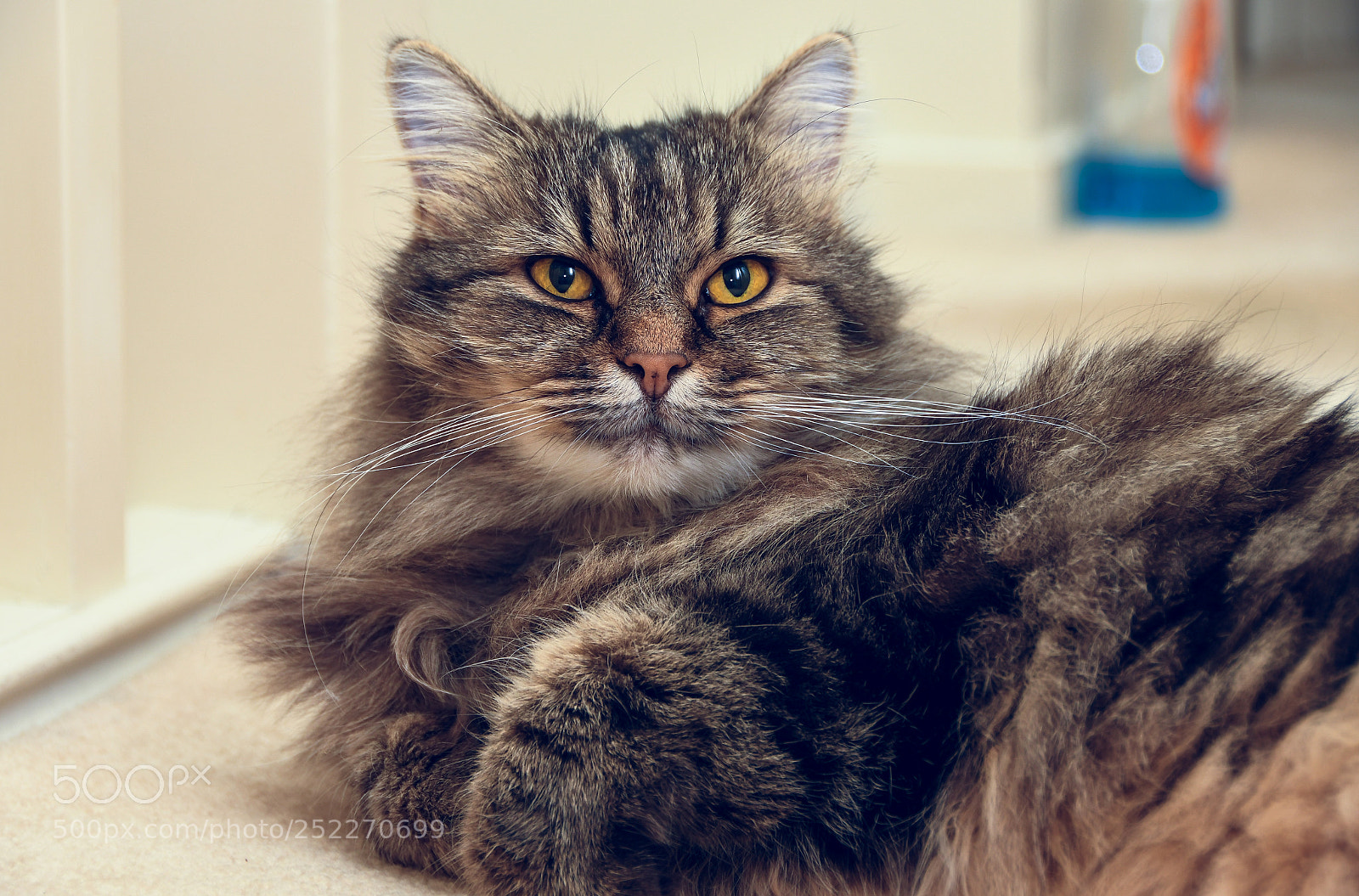 Nikon D500 sample photo. My cat machi photography