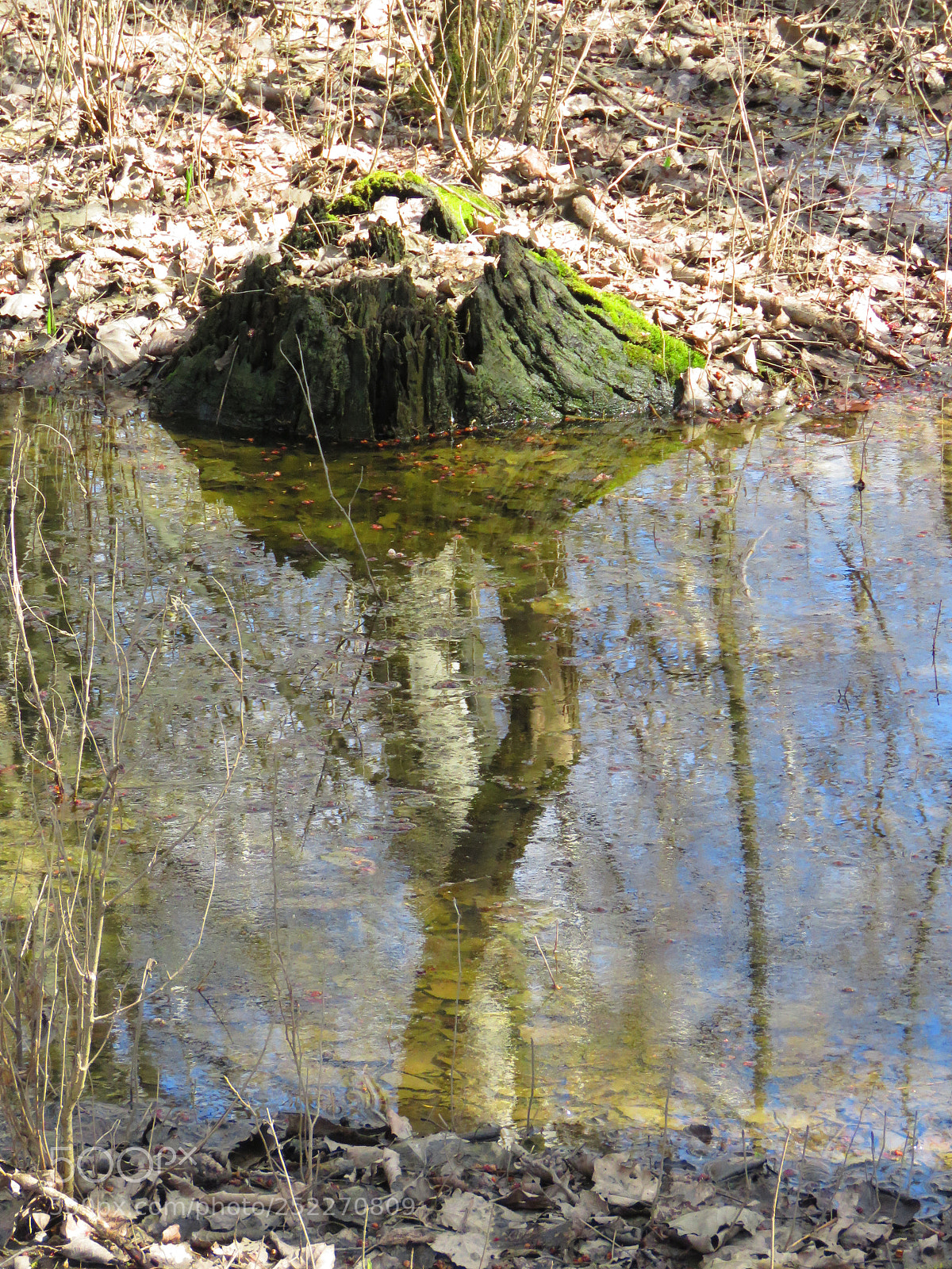 Canon PowerShot SX60 HS sample photo. Forest ballet dancer. photography
