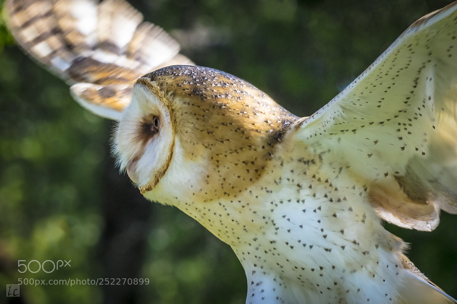 Canon EOS 5DS R sample photo. Amadan, the barn owl 3 photography