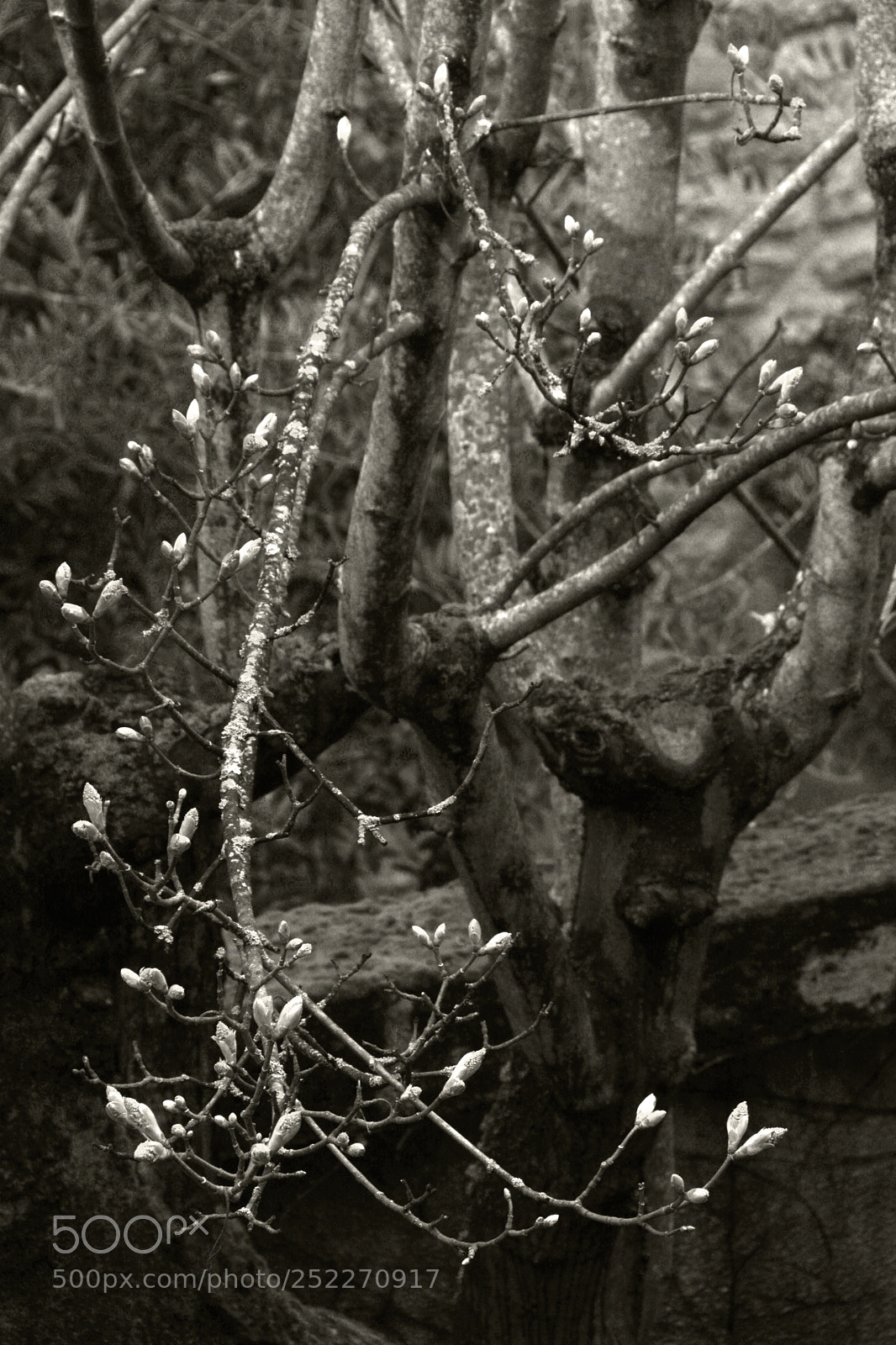 Nikon D7100 sample photo. Spring in town's old photography