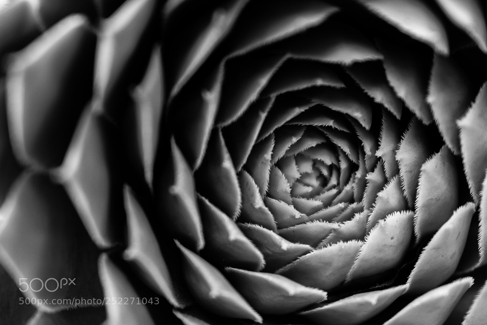 Nikon D5300 sample photo. Pattern photography