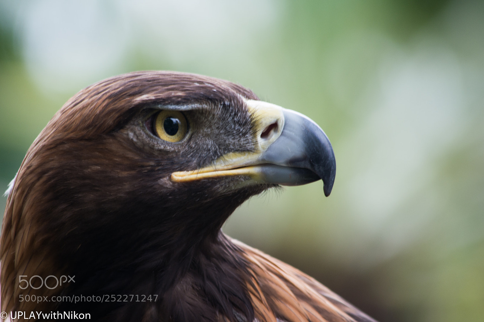 Nikon D5200 sample photo. Eagle encounter! photography