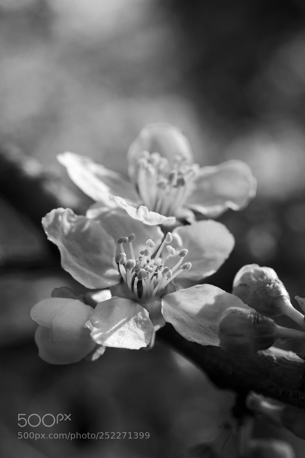 Canon EOS 7D sample photo. Spring bw photography