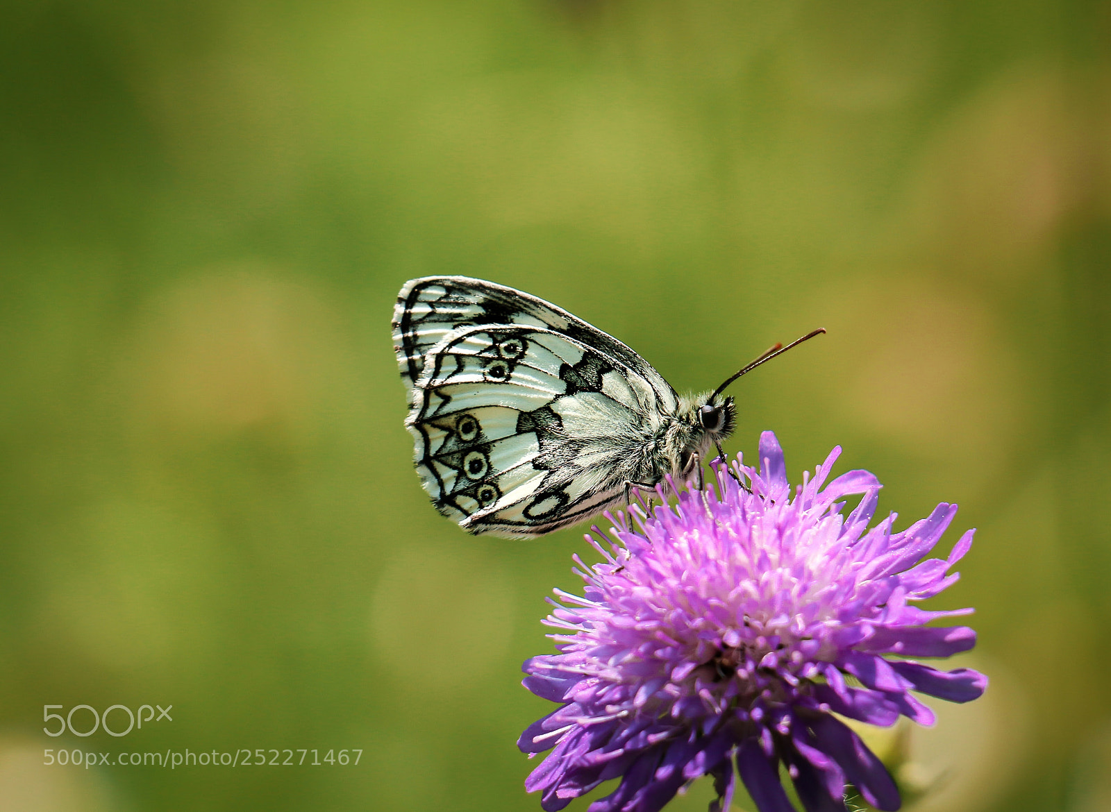Canon EOS 70D sample photo. Marbled white photography