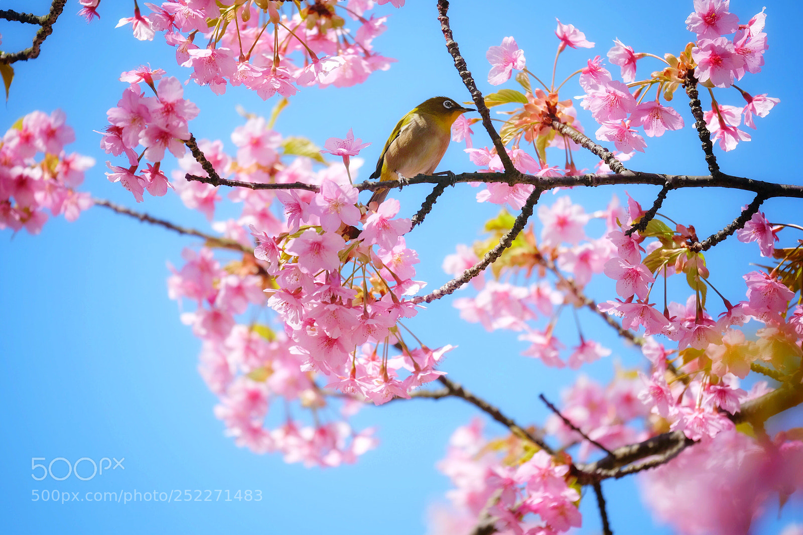 Fujifilm X-T1 sample photo. Untitled photography