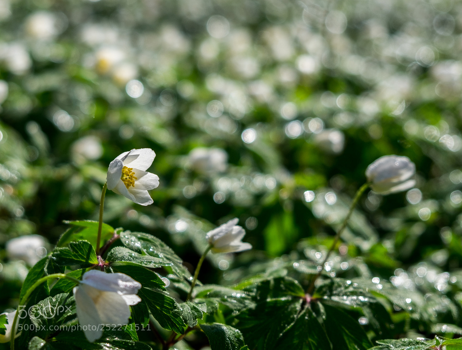 Fujifilm X-T1 sample photo. White carpet photography