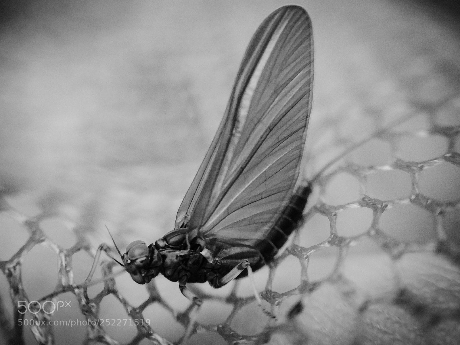 Apple iPhone 5s sample photo. Mayfly photography