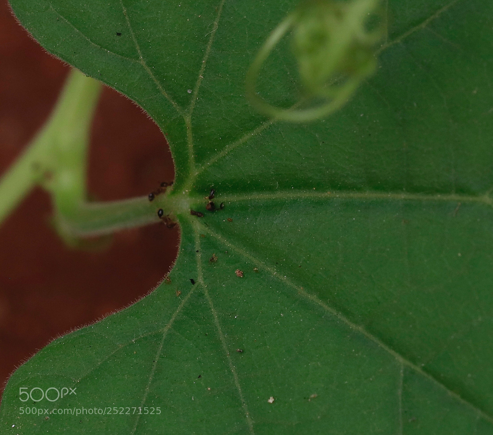 Canon EOS 80D sample photo. Dead ant photography