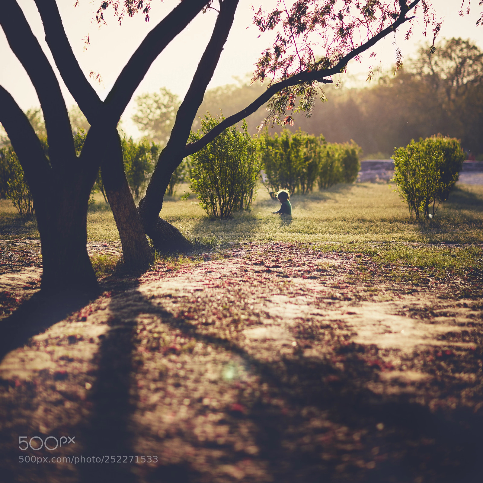 Canon EOS 5DS R sample photo. India: the moonlight garden. photography