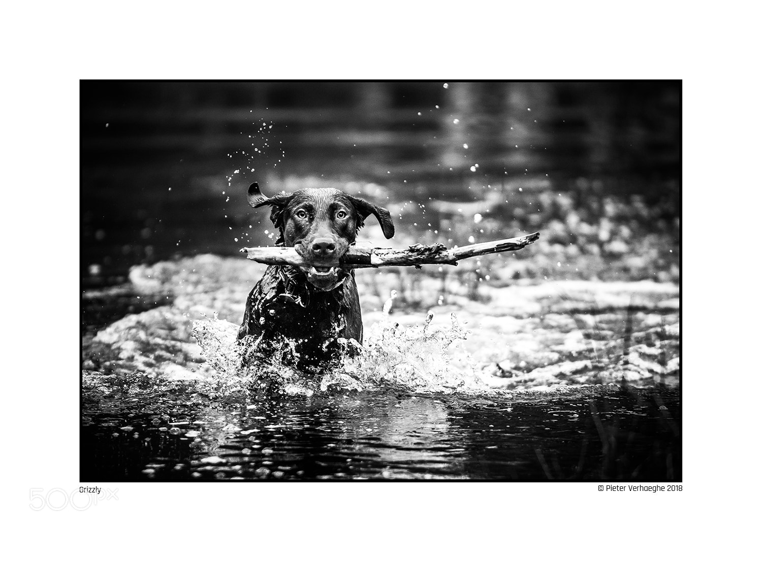 Nikon D4 sample photo. Grizzly photography
