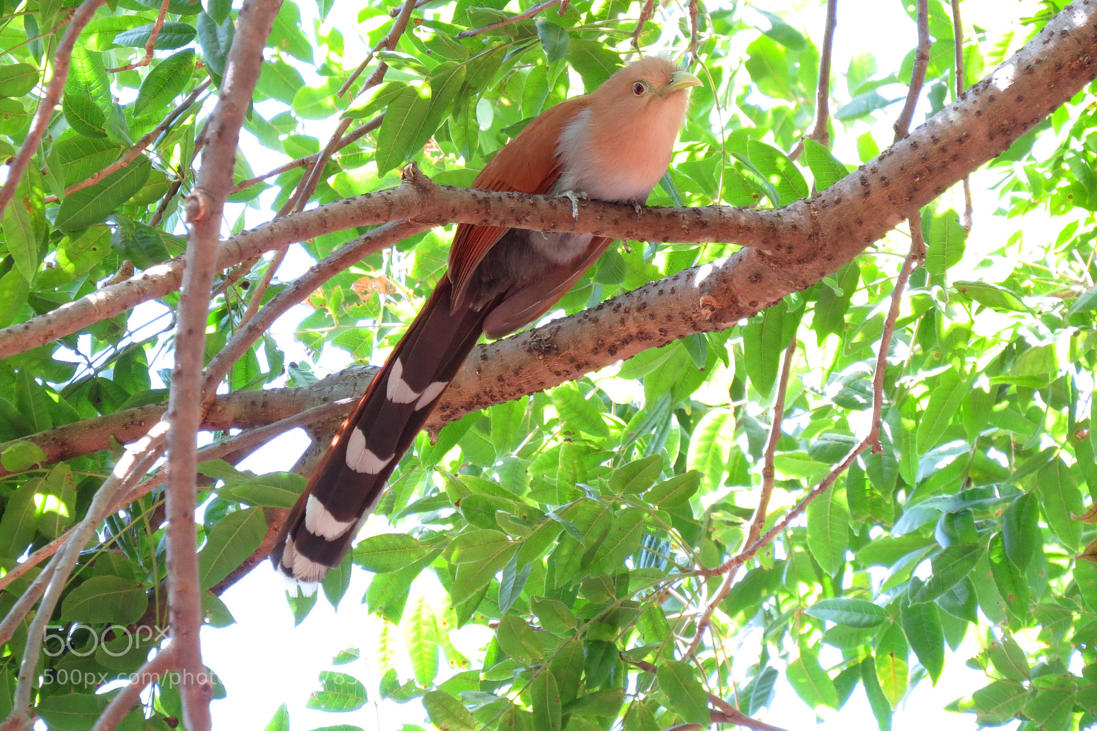 Canon PowerShot SX50 HS sample photo. Bird photography