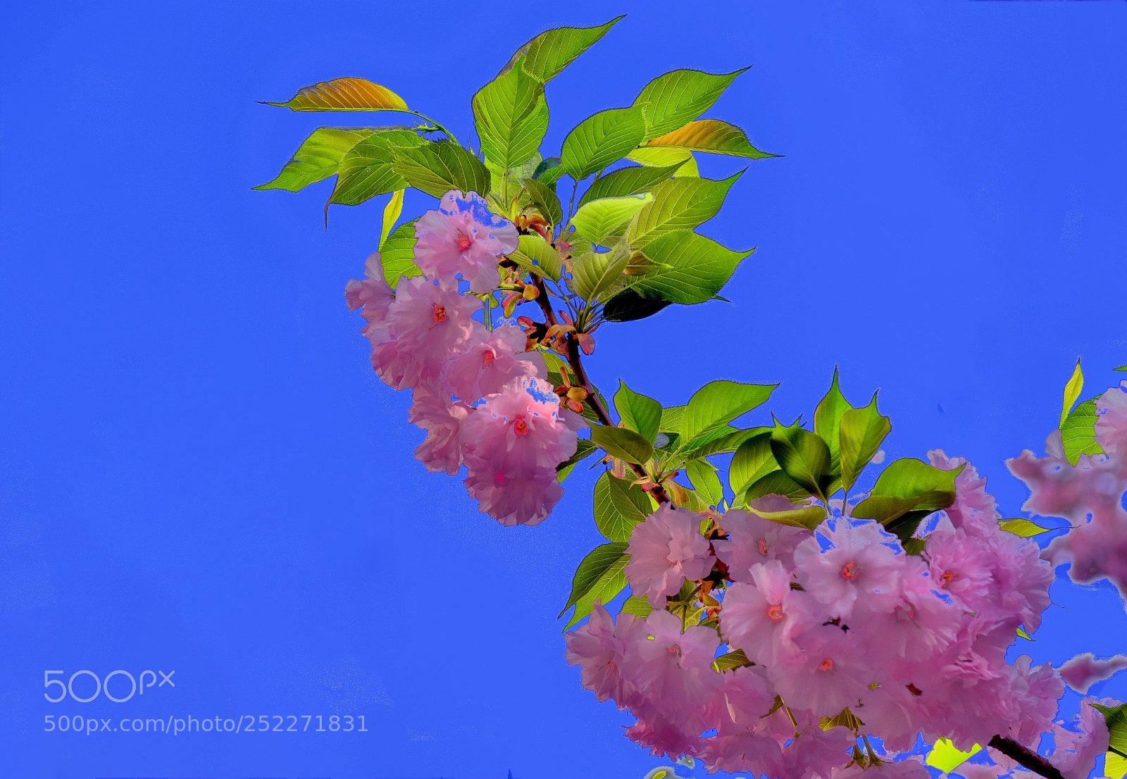 Nikon D810 sample photo. Untitled photography