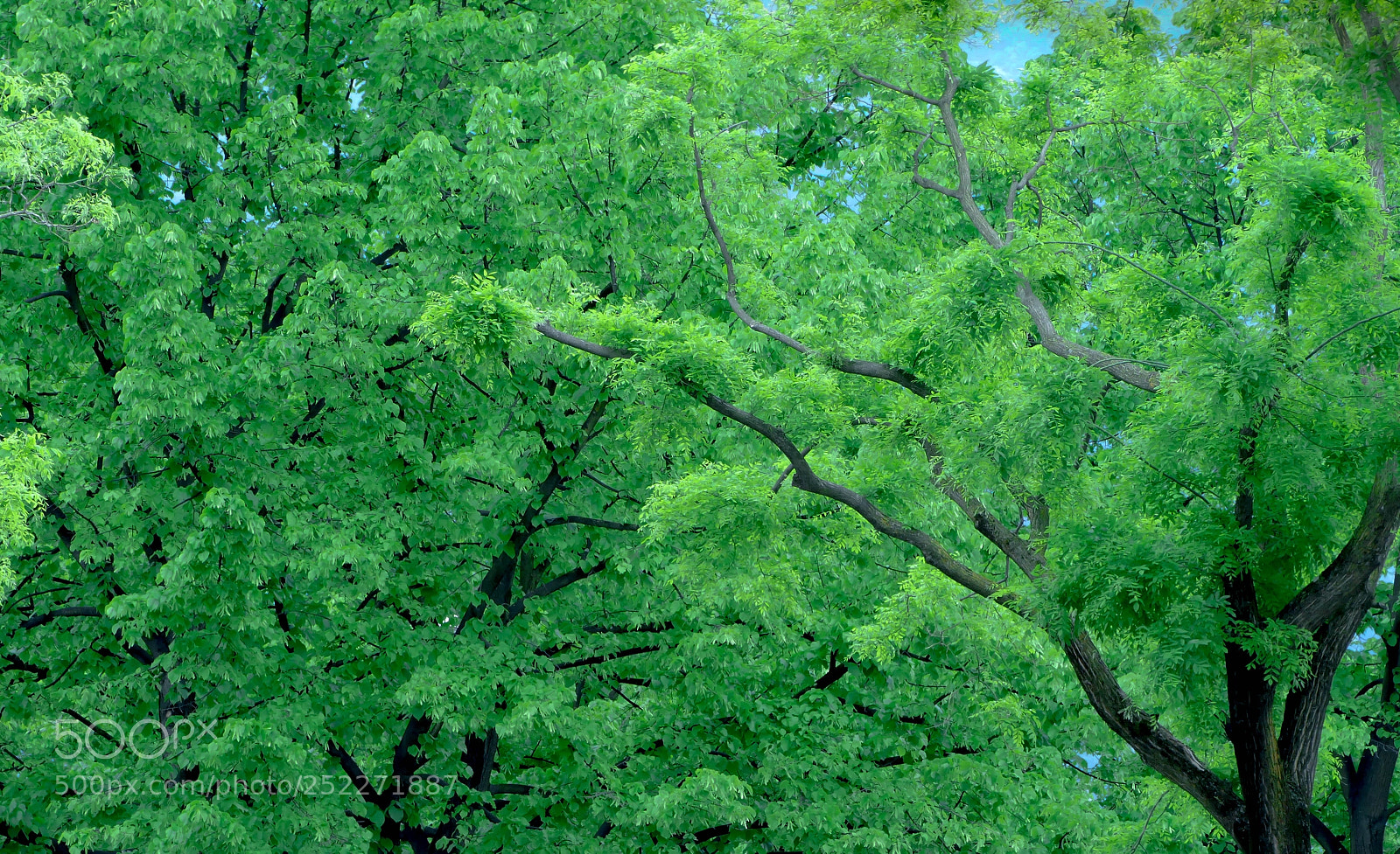 Panasonic Lumix DMC-FZ1000 sample photo. Tree fresh and green photography