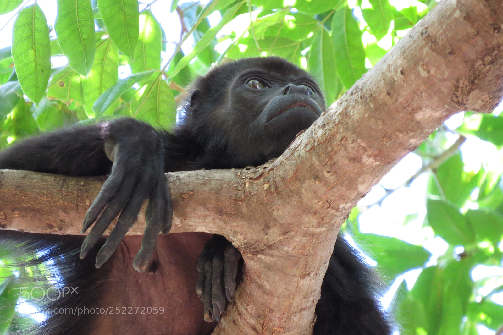 Canon PowerShot SX50 HS sample photo. Monkey 1 photography