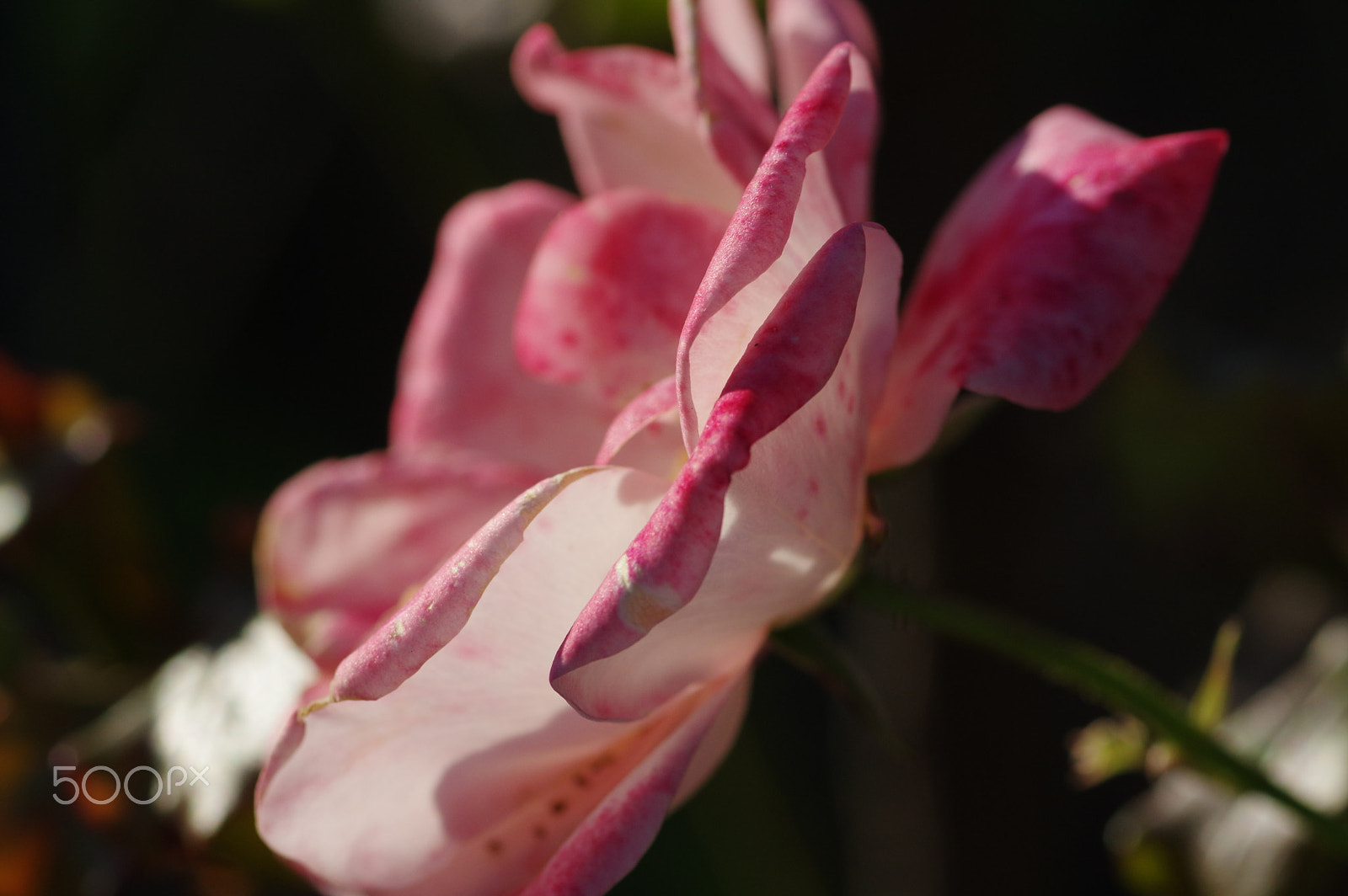 Pentax K-3 II sample photo. A rose photography