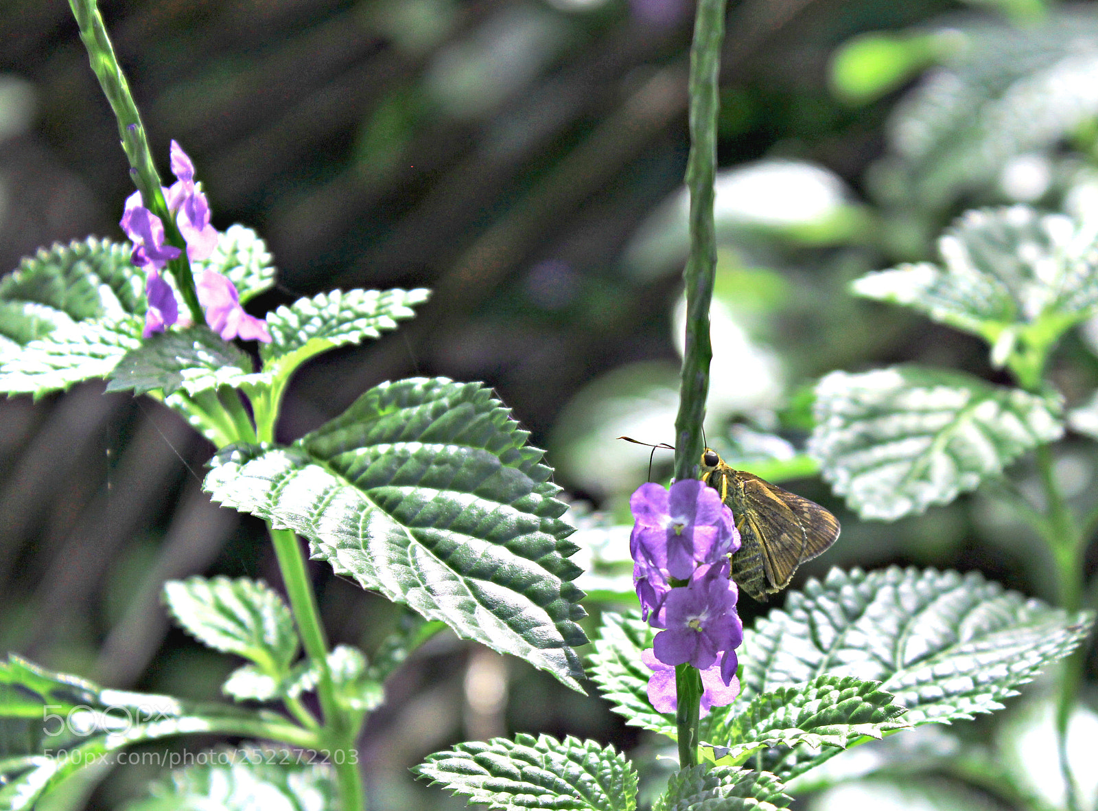 Canon EOS 1200D (EOS Rebel T5 / EOS Kiss X70 / EOS Hi) sample photo. Something there photography