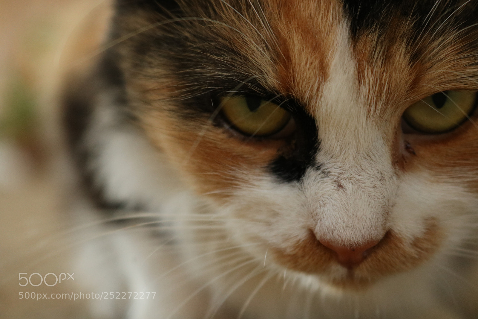 Canon EOS 750D (EOS Rebel T6i / EOS Kiss X8i) sample photo. Serious look photography