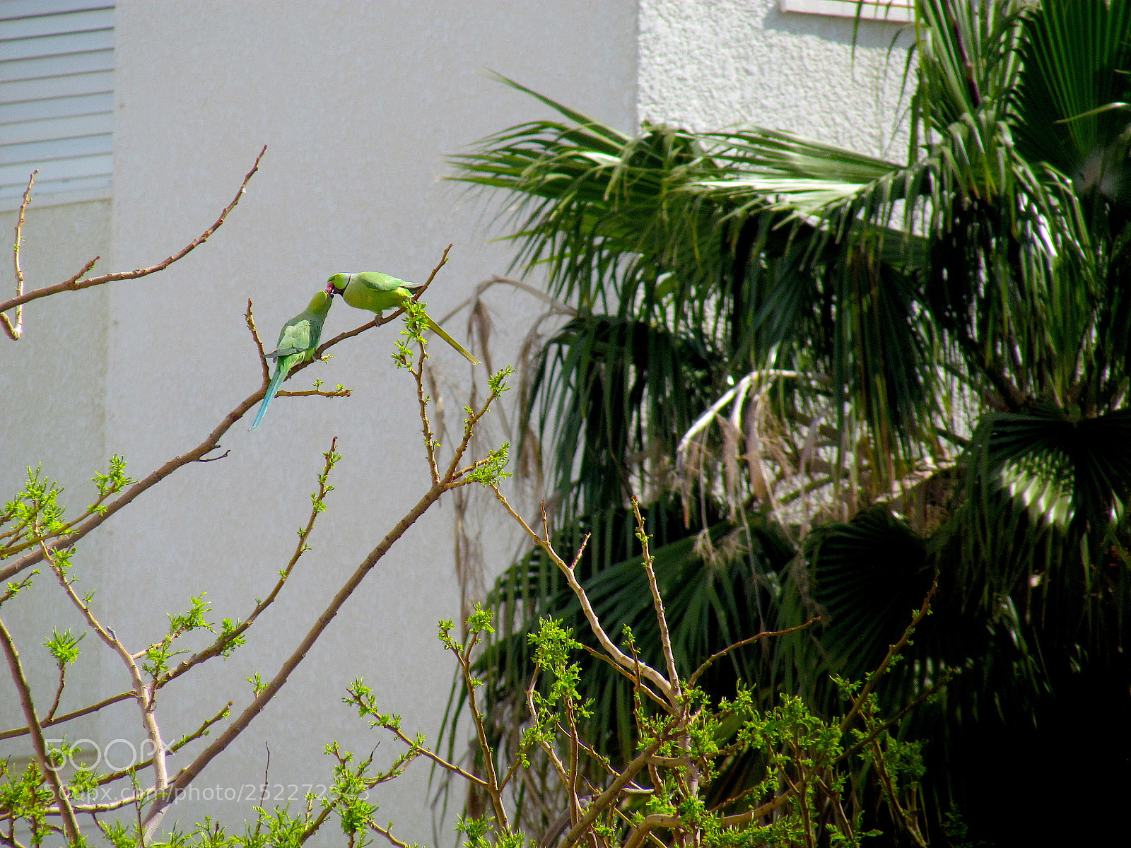 Canon PowerShot SX30 IS sample photo. Love is in the photography