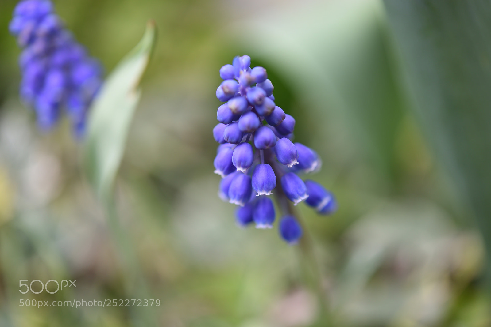 Nikon AF-S Micro-Nikkor 60mm F2.8G ED sample photo. ムスカリ 野々市本町 photography