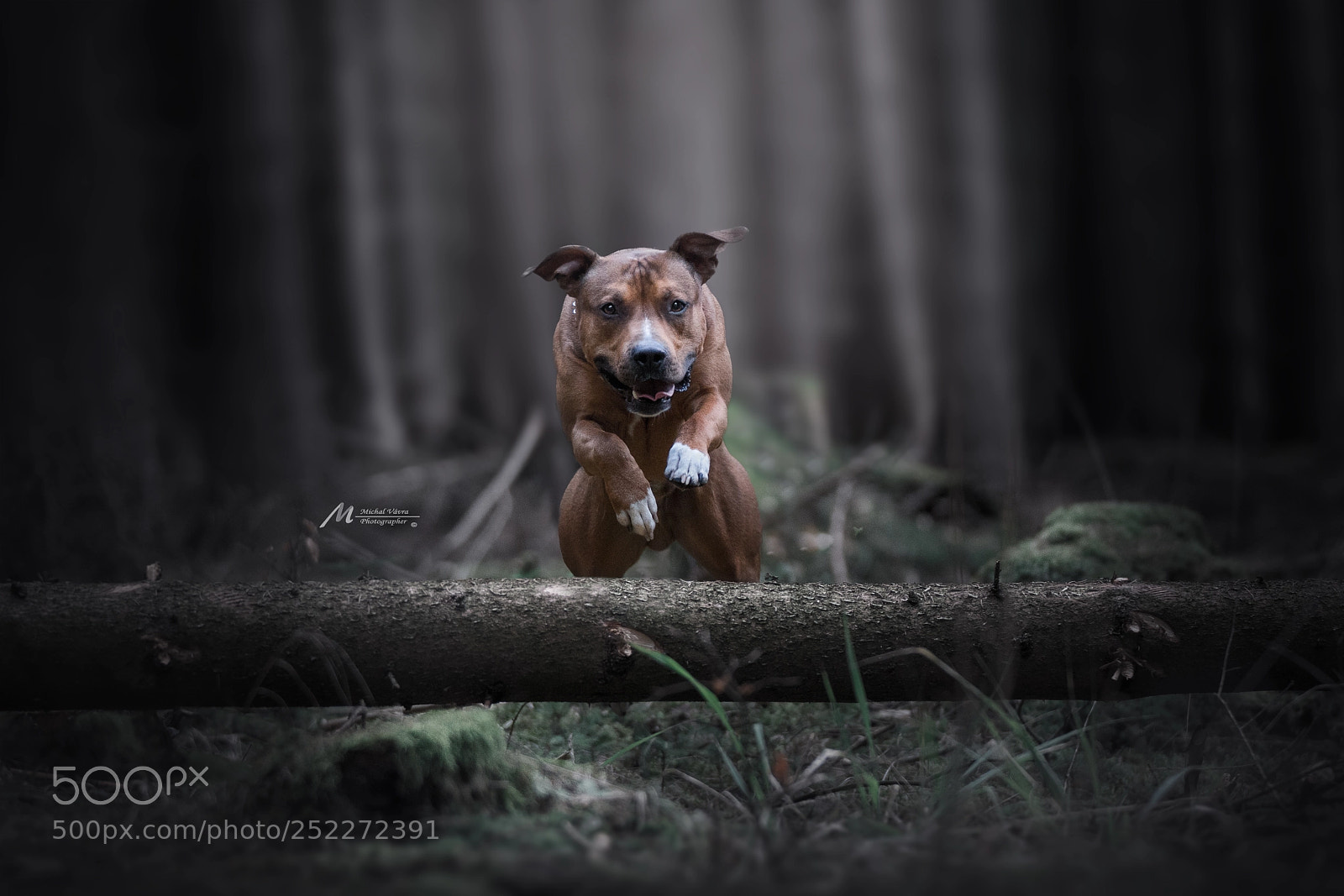 Sony a7R II sample photo. Angel photography