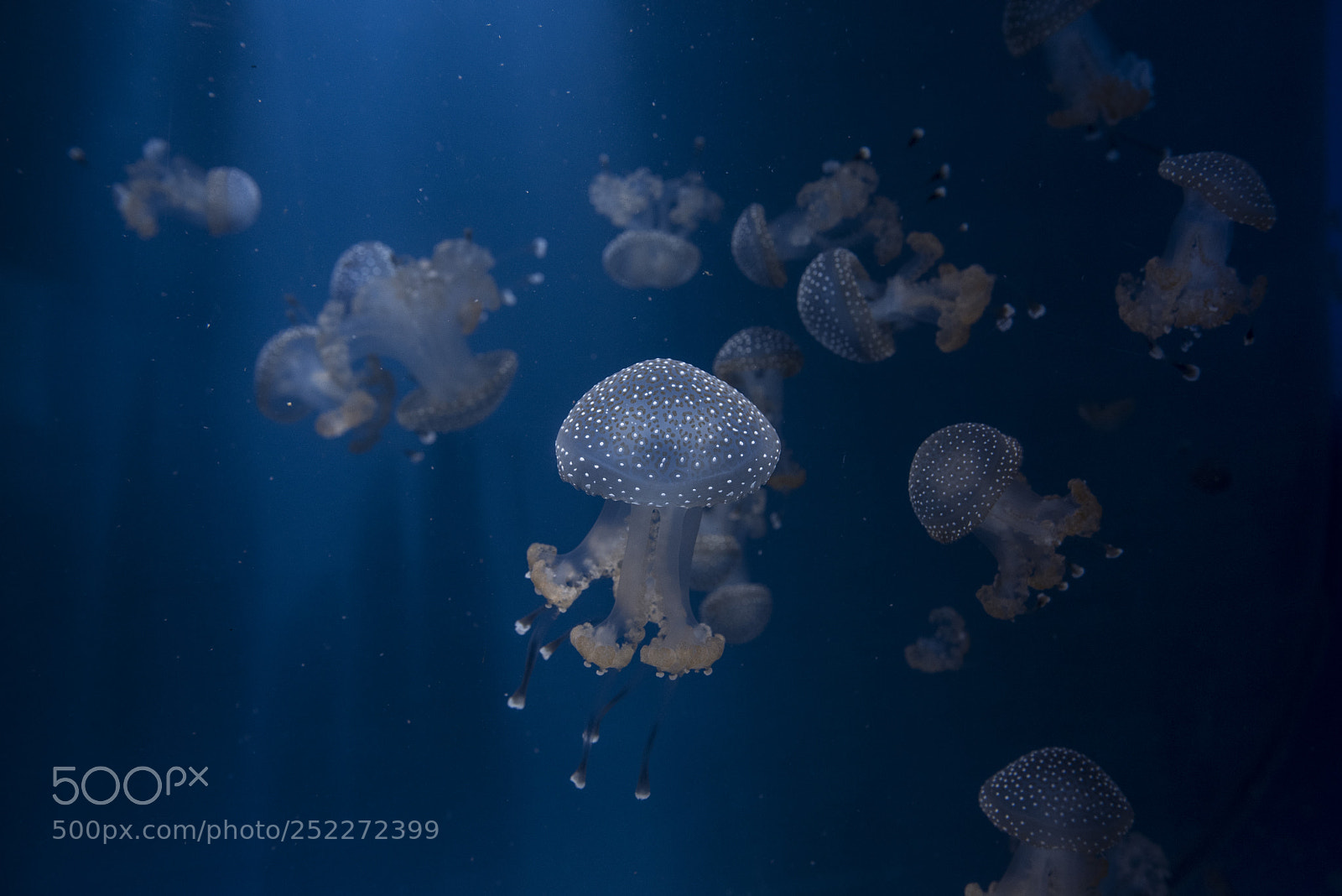 Nikon D750 sample photo. Blue polka dot jellyfish photography