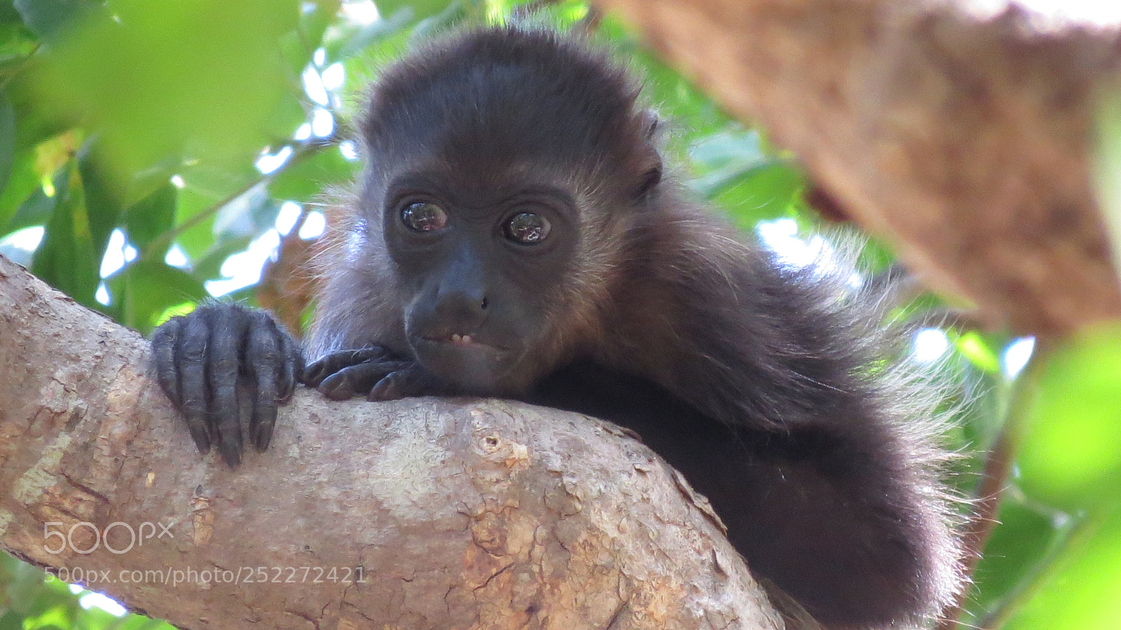 Canon PowerShot SX50 HS sample photo. Monkey2 photography