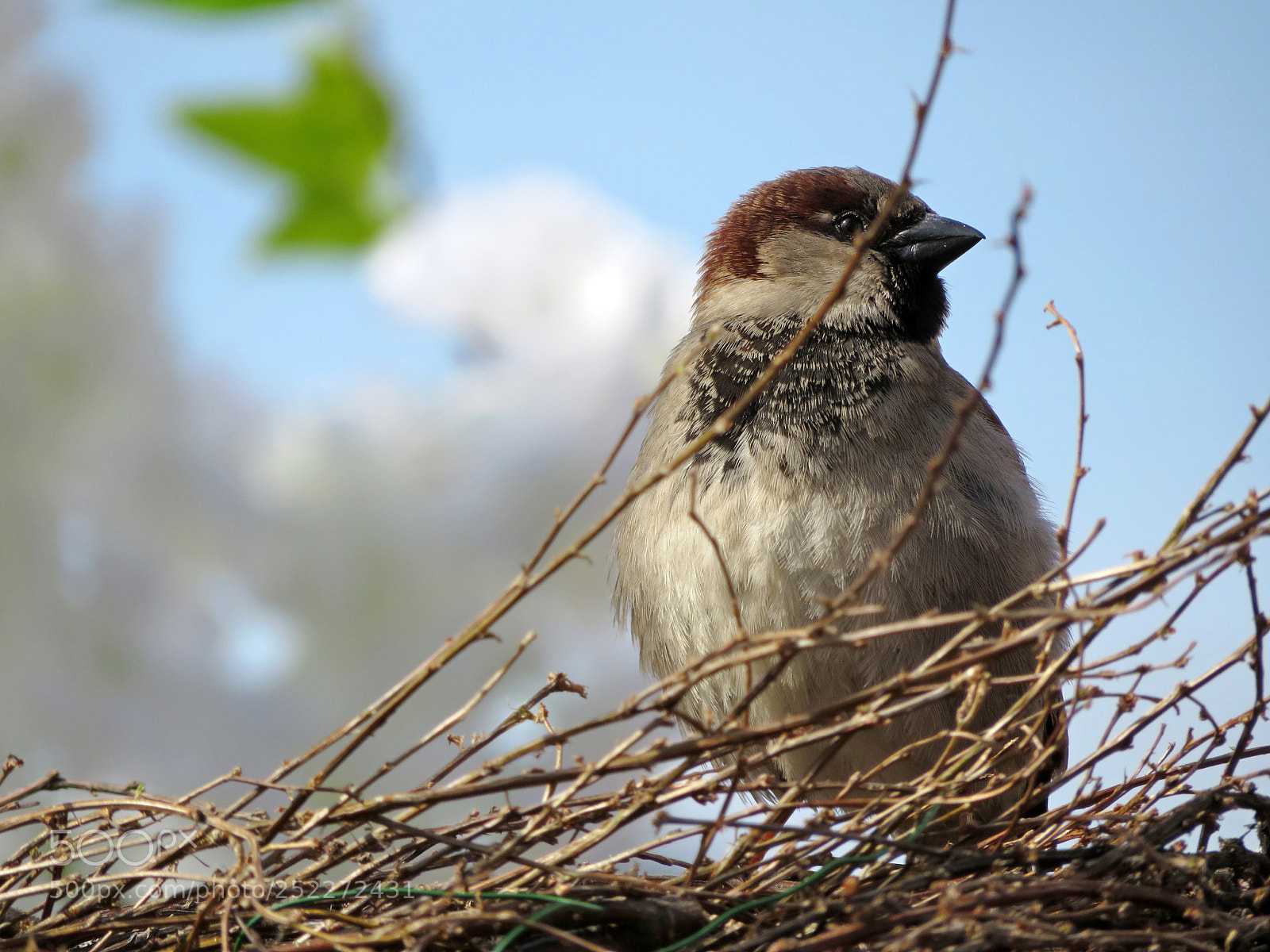 Canon PowerShot SX720 HS sample photo. Spring sparrow photography