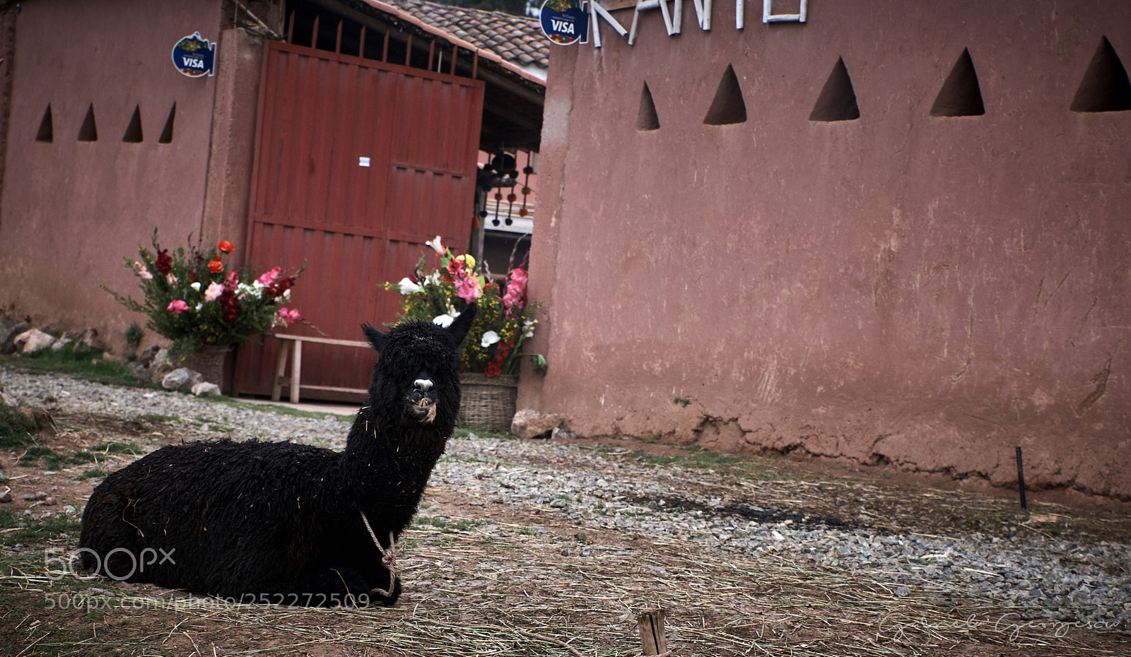 Nikon D850 sample photo. Alpaca photography