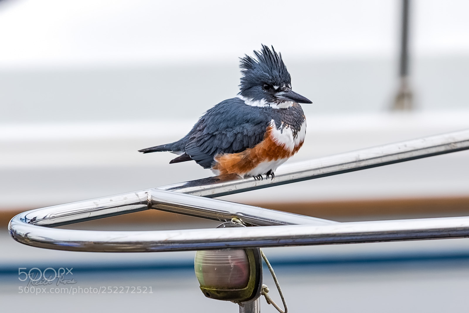 Canon EOS-1D X Mark II sample photo. 233. belted kingfisher photography