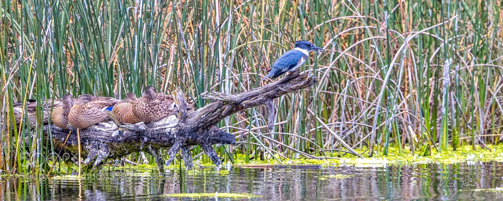 Canon EOS-1D X Mark II sample photo. 236. belted kingfisher  photography